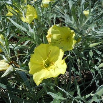 Oenothera missouriensis 'Evening Sun' PPAF