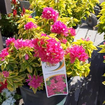 Bougainvillea glabra 'Pink Pixie' 