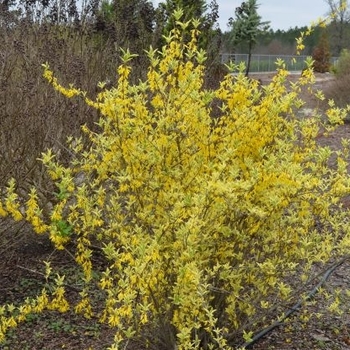 Forsythia 'Believe It Or Not' 
