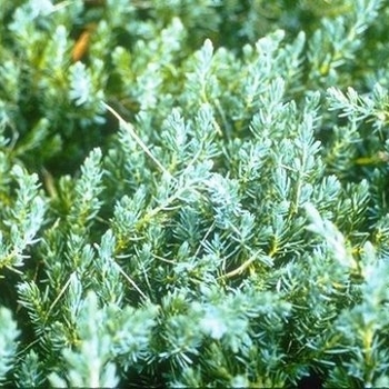 Juniperus conferta 'Blue Lagoon' 