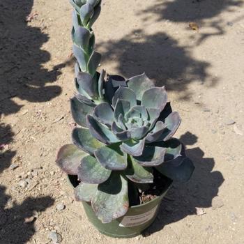 Echeveria 'Blue Prince' 