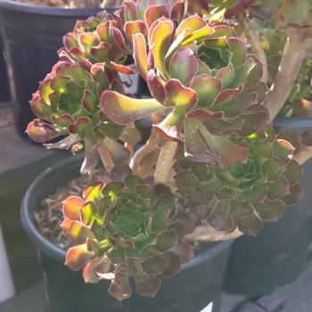 Aeonium arboreum 'Silk Pinwheel' 