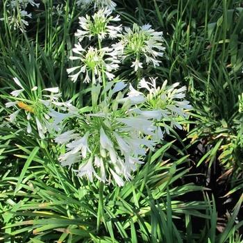 Agapanthus 'Peter Pan White' 