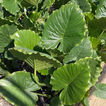 Alocasia macrorrhiza 'Odora' 