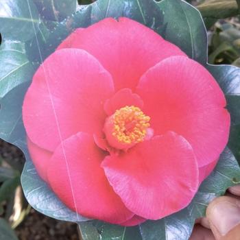 Camellia japonica 'Anacostia' 