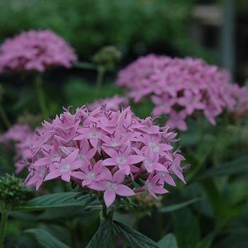 Pentas lanceolata 'Orchid Illusion' 