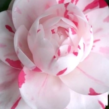 Camellia japonica 'LA Peppermint' 