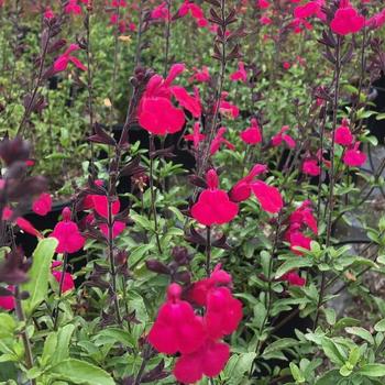 Salvia microphylla x greggii 'EGGBEN005' PP24151