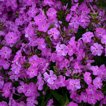 Phlox 'Opening Act Romance' 