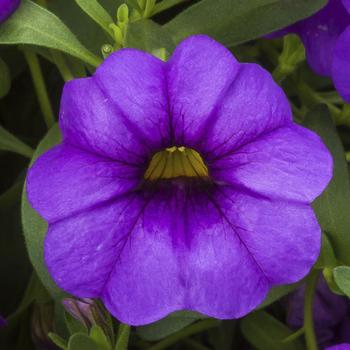 Calibrachoa Cabrio™ 'Amethyst'