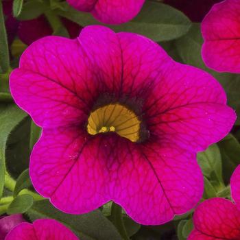 Calibrachoa 'Burgundy' 