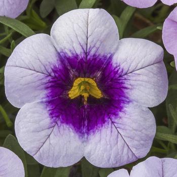 Calibrachoa Cabrio™ 'Eclipse Lilac'