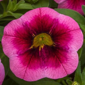 Calibrachoa Cabrio™ 'Eclipse Strawberry'