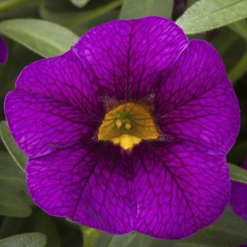 Calibrachoa Cabrio™ 'Eclipse Grape'