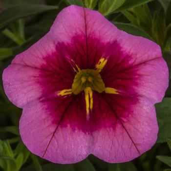 Calibrachoa 'Eclipse Pink w/Eye' 