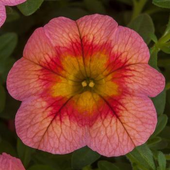 Calibrachoa 'Eclipse Sweet Peach' 