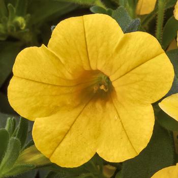 Calibrachoa Cabrio™ 'Yellow'