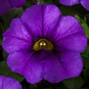 Calibrachoa 'Blue' 