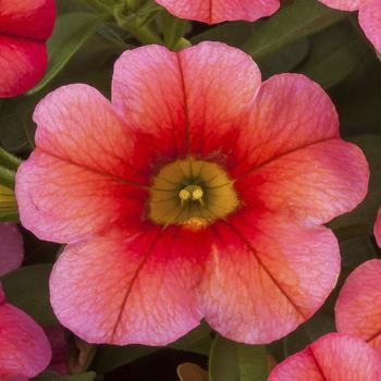 Calibrachoa Callie® Coral