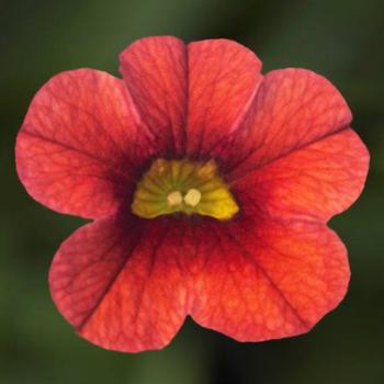 Calibrachoa 