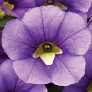 Calibrachoa 'Light Blue' 