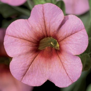 Calibrachoa 