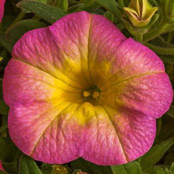 Calibrachoa 'Pink Morn' PPAF