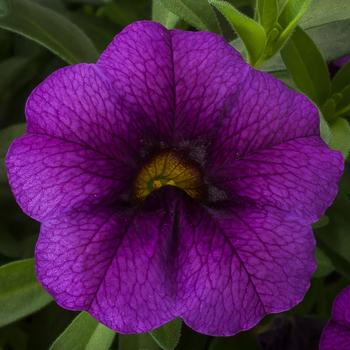 Calibrachoa Callie® 'Purple Imp'