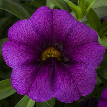 Calibrachoa 'Purple Imp' PPAF