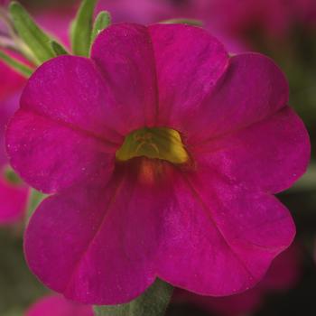 Calibrachoa 'Rose' 