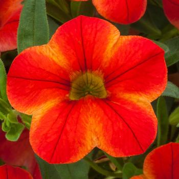 Calibrachoa Callie® Star Orange