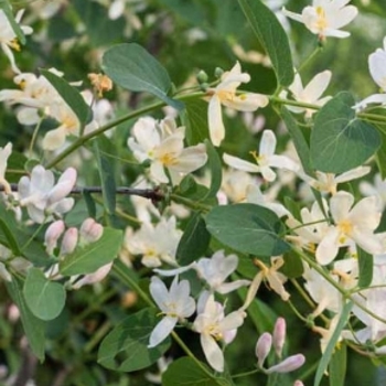 Lonicera fragrantissima