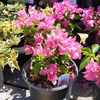 Bougainvillea 'Double Pink' 