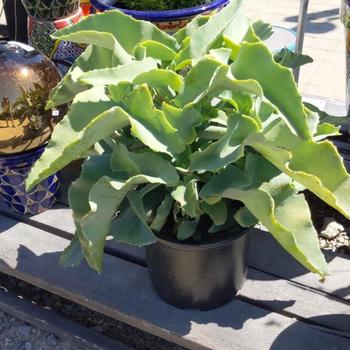 Kalanchoe beharensis 'Slick Blue' 