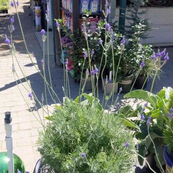 Lavandula pinnata
