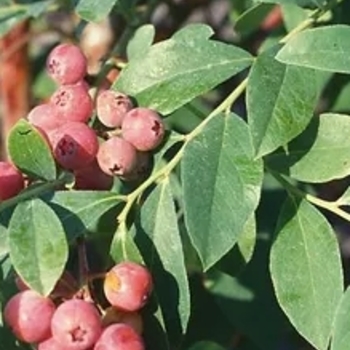 Vaccinium ashei 'Florida Rose' PP14485