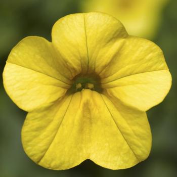 Calibrachoa 'Yellow Imp' 