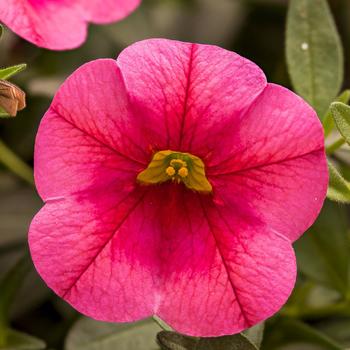 Calibrachoa 