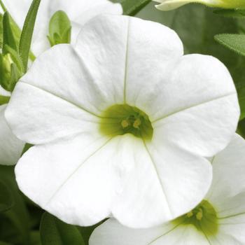 Calibrachoa 'White Imp' 