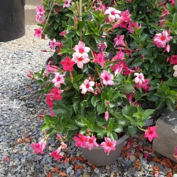 Mandevilla 'MANZOO14' PPAF