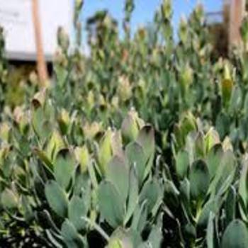 Leucadendron discolor 'Pom Pom' 