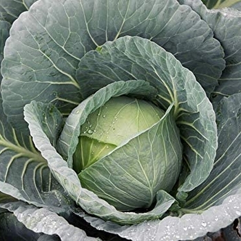 Brassica oleracea 'Bravo' 