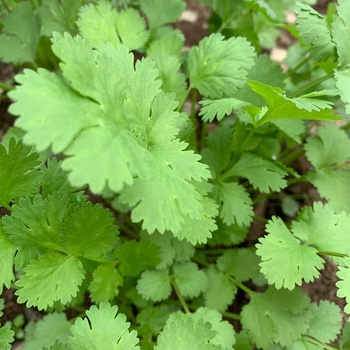 Coriandrum sativum 'Cruiser' 