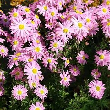 Chrysanthemum 'Cambodian Queen' 