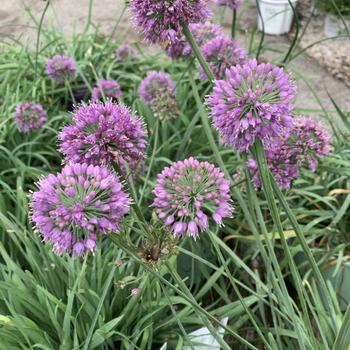 Allium 'Medusa' PP28701