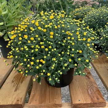 Chrysanthemum x morifolium