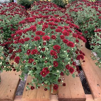Chrysanthemum x morifolium