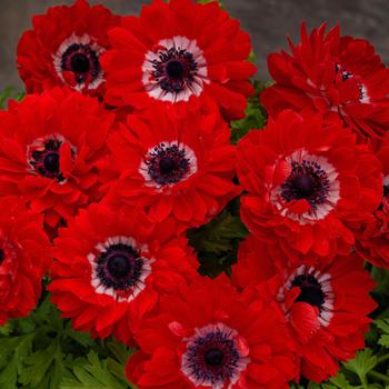 Anemone coronaria 'Harmony Double Scarlet' 