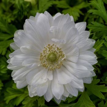 Anemone coronaria 'Harmony Double White' 