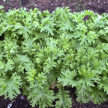 Brassica juncea 'Wasabina' 